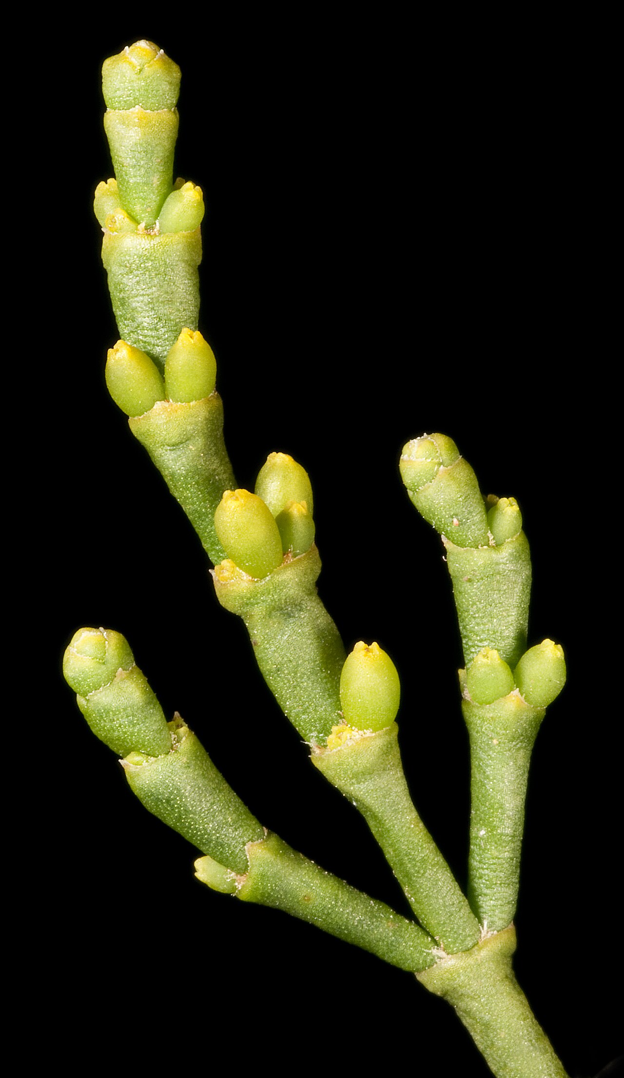 Korthalsella arthroclada: KRT4745