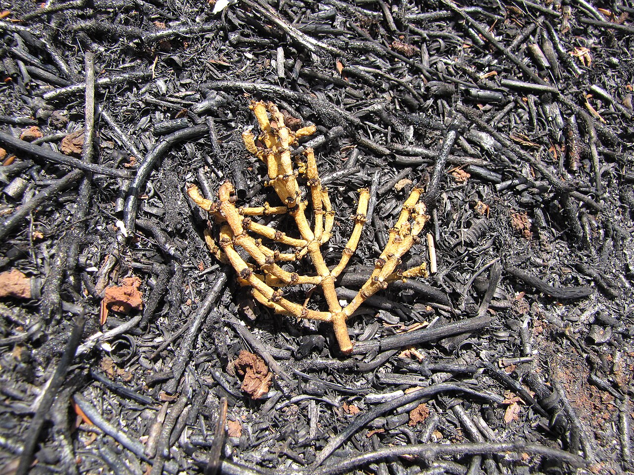 Hawai'i korthal mistletoe: Korthalsella cylindrica (Hulumoa, kaumahana) Burnt habit at Kahana, Maui, Hawaii. October 12, 2011 #111012-0956 Image Use Policy Also placed in Viscaceae.