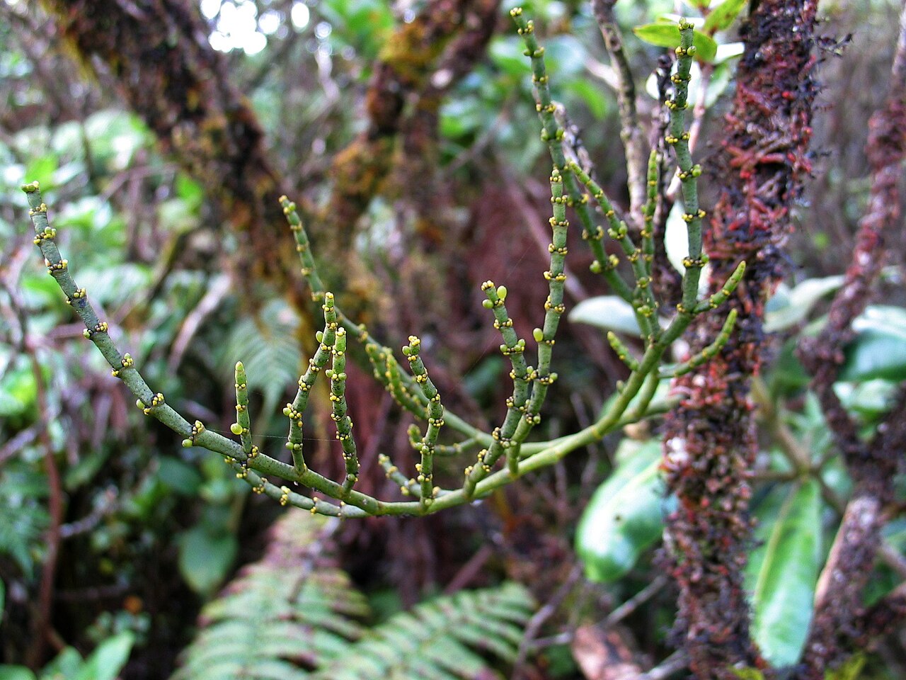 Hawai'i korthal mistletoe: Hulumoa Santalaceae Indigenous to the Hawaiian Islands Mt. Kaʻala, Oʻahu