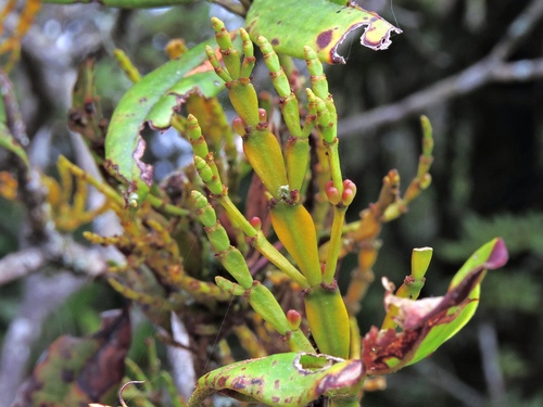 Korthalsella japonica (Korthalsella japonica)