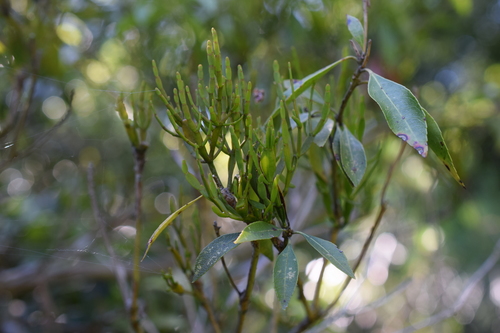 Korthalsella japonica (Korthalsella japonica)