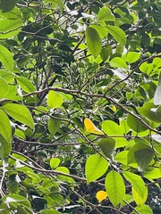 Korthalsella japonica (Korthalsella japonica)