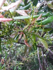 Korthalsella japonica (Korthalsella japonica)