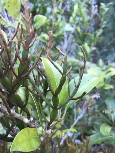 Korthalsella japonica (Korthalsella japonica)