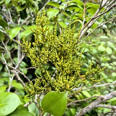 Korthalsella japonica (Korthalsella japonica)