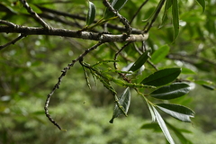 Korthalsella japonica (Korthalsella japonica)
