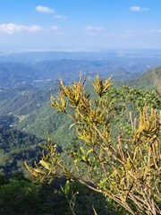 Korthalsella japonica (Korthalsella japonica)