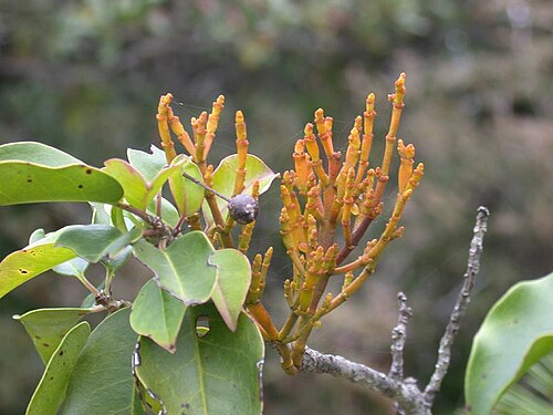 Korthalsella japonica: Korthalsella japonica：ヒノキバヤドリギ 2006/11/18 和歌山県田辺市：Tanabe city, Wakayama Pref. Japan