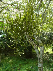 Korthalsella japonica (Korthalsella japonica)