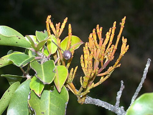 Korthalsella japonica: Korthalsella japonica：ヒノキバヤドリギ 2006/11/18 和歌山県田辺市：Tanabe city, Wakayama Pref. Japan
