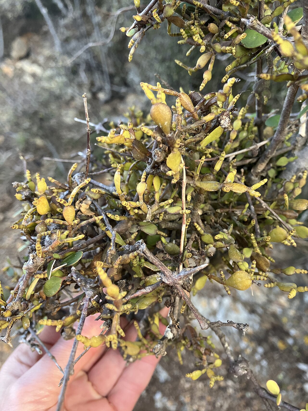 Korthalsella lindsayi: Dwarf mistletoe ( Korthalsella lindsayi ) in New Zealand
