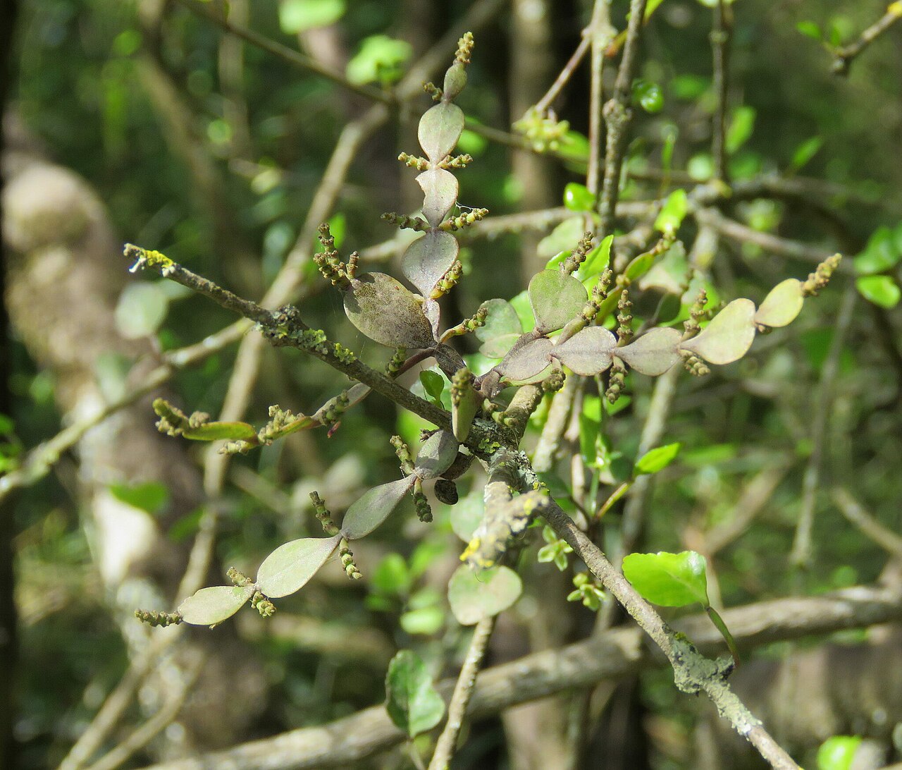 Korthalsella lindsayi: Dwarf mistletoe ( Korthalsella lindsayi ) in New Zealand