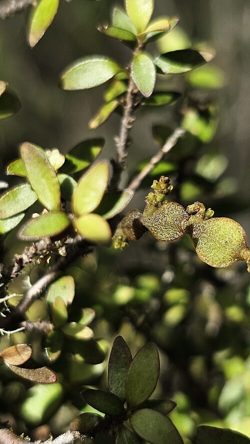 Korthalsella lindsayi: Dwarf mistletoe ( Korthalsella lindsayi ) in New Zealand