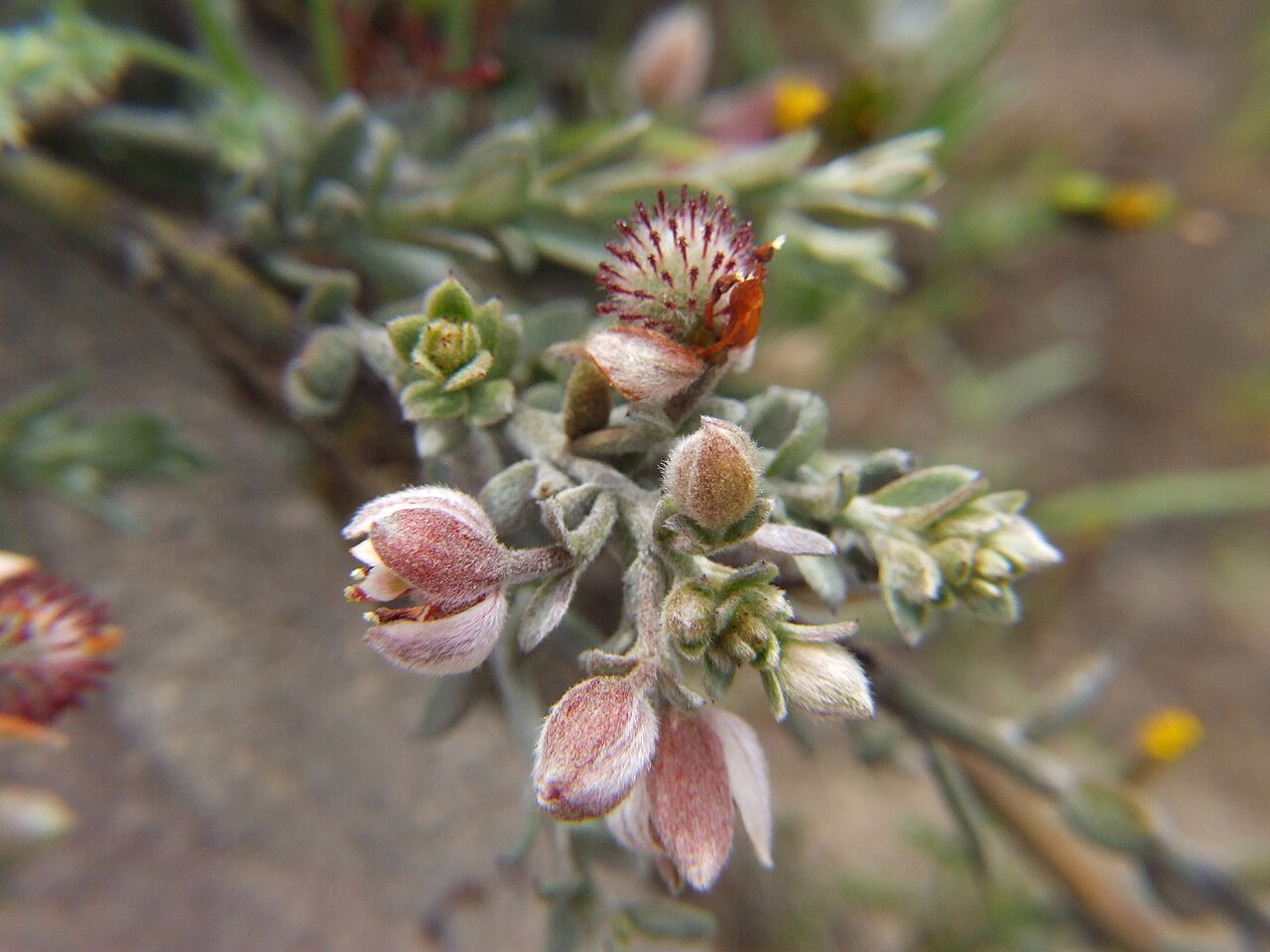Para rhatany: Peruvian Rhatany ( Krameria lappacea ) in Peru