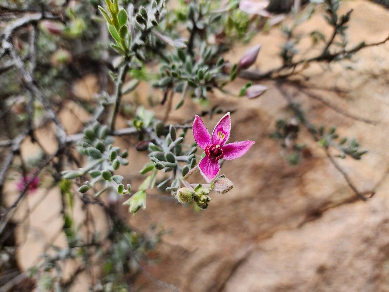 Para rhatany: Peruvian Rhatany ( Krameria lappacea ) in Peru