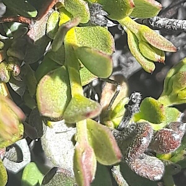 Para rhatany (Krameria lappacea)