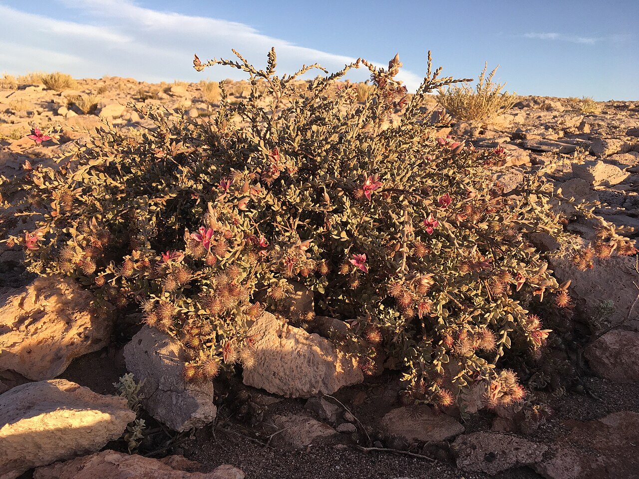 Para rhatany: Peruvian Rhatany ( Krameria lappacea ) in Chile