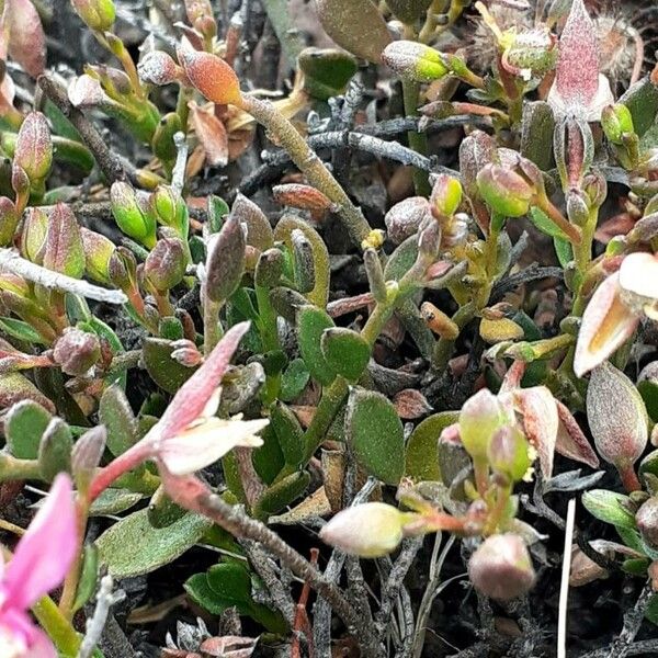 Para rhatany (Krameria lappacea)