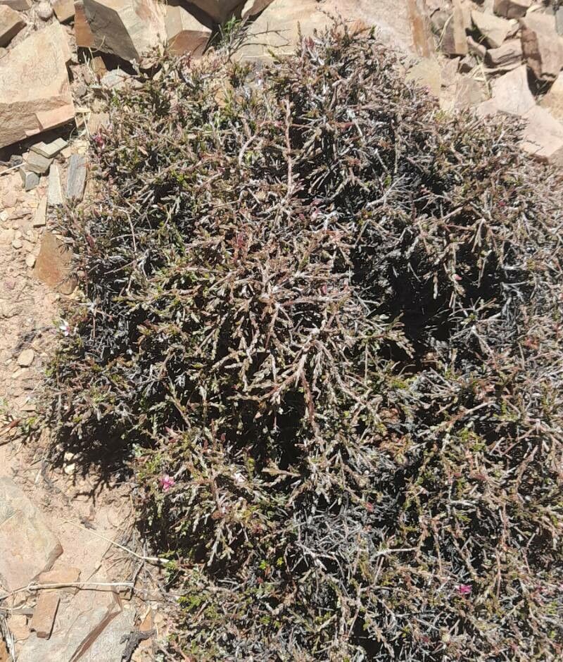 Para rhatany (Krameria lappacea)