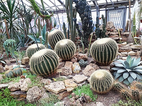 Golden barrel cactus: Tropical Plants Greenhouse of the St. Petersburg Botanical Garden of the V.L. Komarova: Professora Popova Street, 2 letter P. Petrogradsky District, St. Petersb