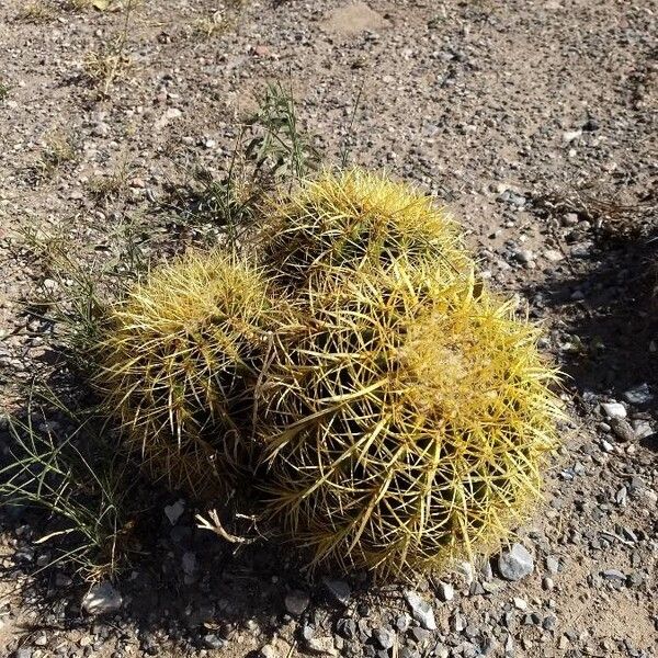 Golden barrel cactus (Kroenleinia grusonii)