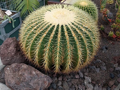 Golden barrel cactus: Botanical garden, Leiden