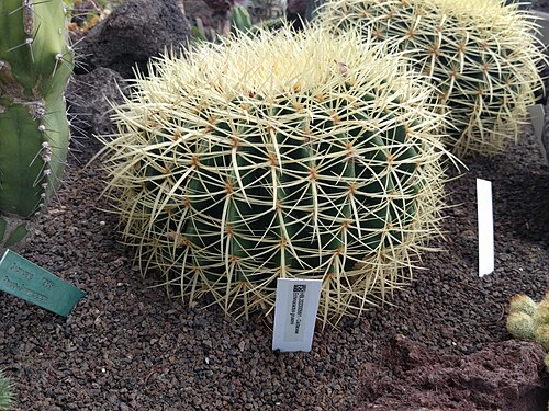 Golden barrel cactus: Botanical garden, Leiden