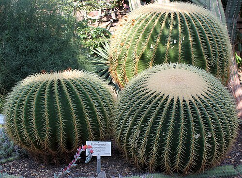 Golden barrel cactus: Barrel cactus (Echinocactus grusonii) in the Botanical Garden Berlin