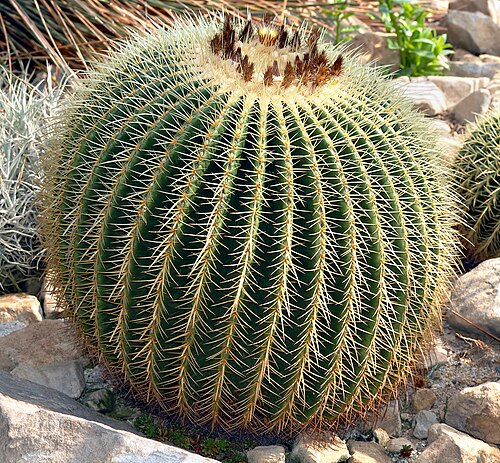 Golden barrel cactus