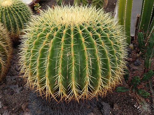 Golden barrel cactus: Botanical garden, Leiden