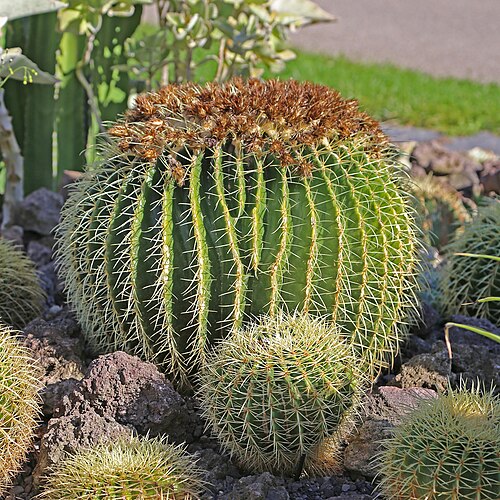 Golden barrel cactus: Golden barrel cactus (Echinocactus grusonii). The diameter of the cactus is 30 to 130 centimeters and has 21 to 37 ribs. The gold ball cactus reaches its full s