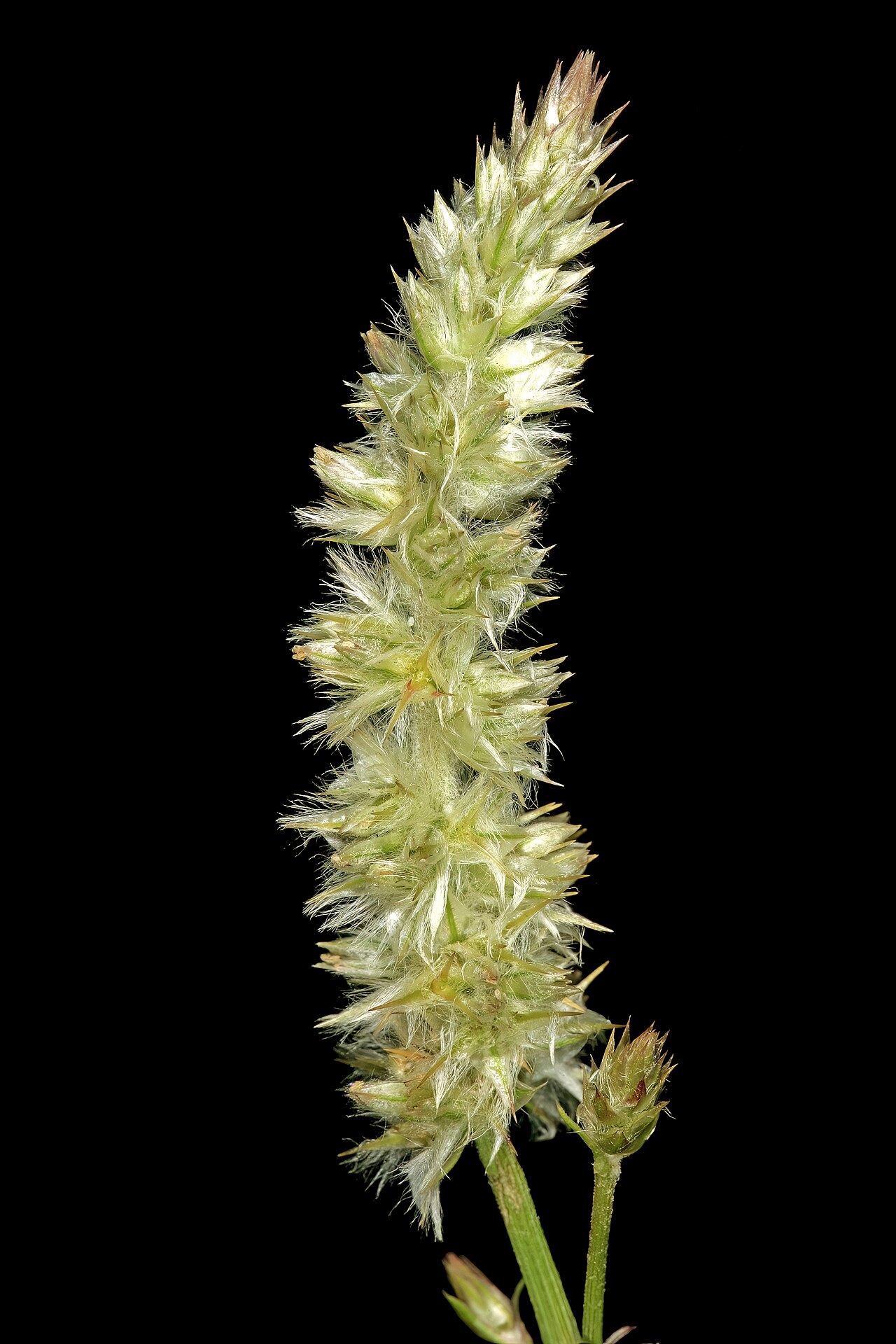 Kyphocarpa angustifolia: Kyphocarpa angustifolia , inflorescence; in grassland (natural), Pretoria National Botanical Garden, Pretoria, Gauteng, South Africa