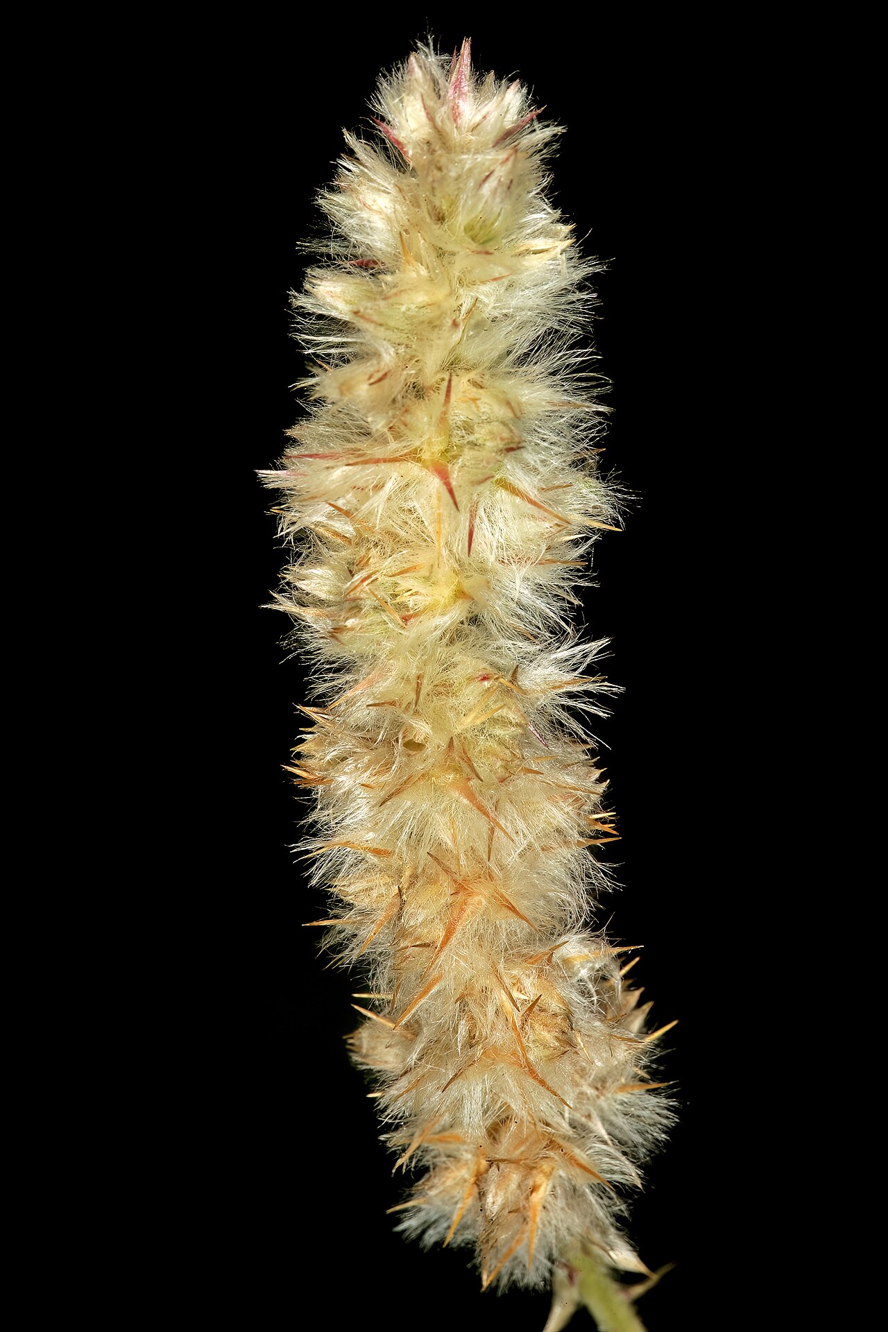 Kyphocarpa angustifolia: Kyphocarpa angustifolia , infructescence; between Dennilton and Groblersdal, Mpumalanga, South Africa