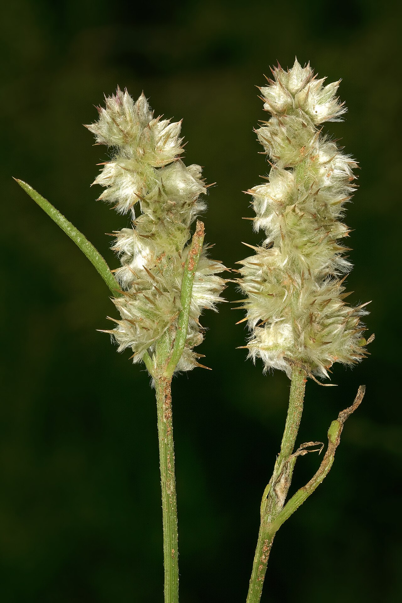 Kyphocarpa angustifolia: Kyphocarpa angustifolia , inflorescences; in grassland, vicinity of Wolmaransstad, North West, South Africa
