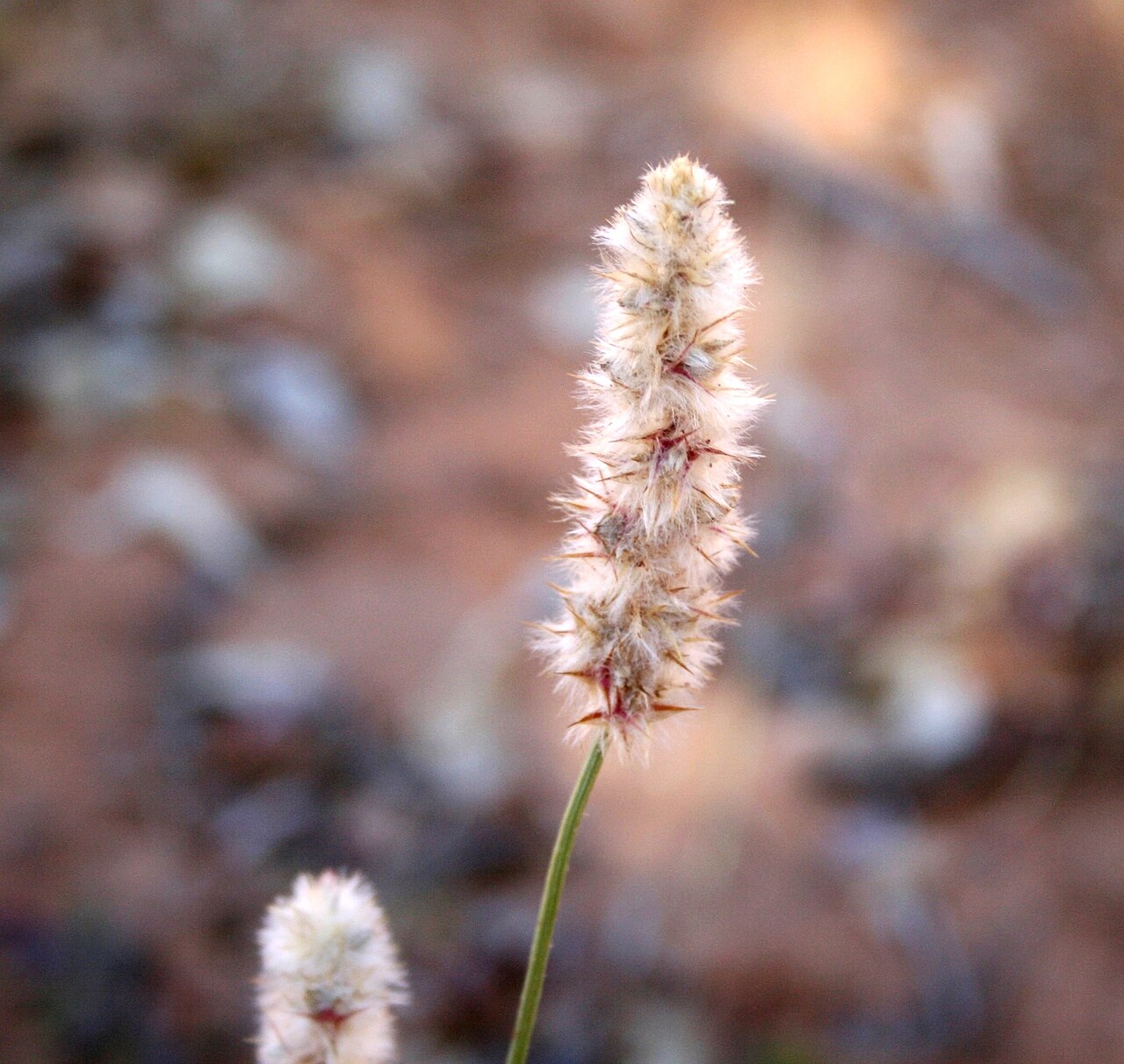 Kyphocarpa angustifolia: Inflorescence of Kyphocarpa angustifolia growing at Skrikfontein, in woodland near the Mogalakwena River, Limpopo