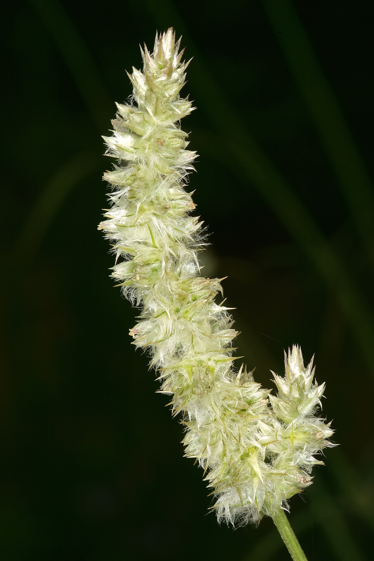 Kyphocarpa angustifolia: Kyphocarpa angustifolia , inflorescence; in grassland (natural), Pretoria National Botanical Garden, Pretoria, Gauteng, South Africa