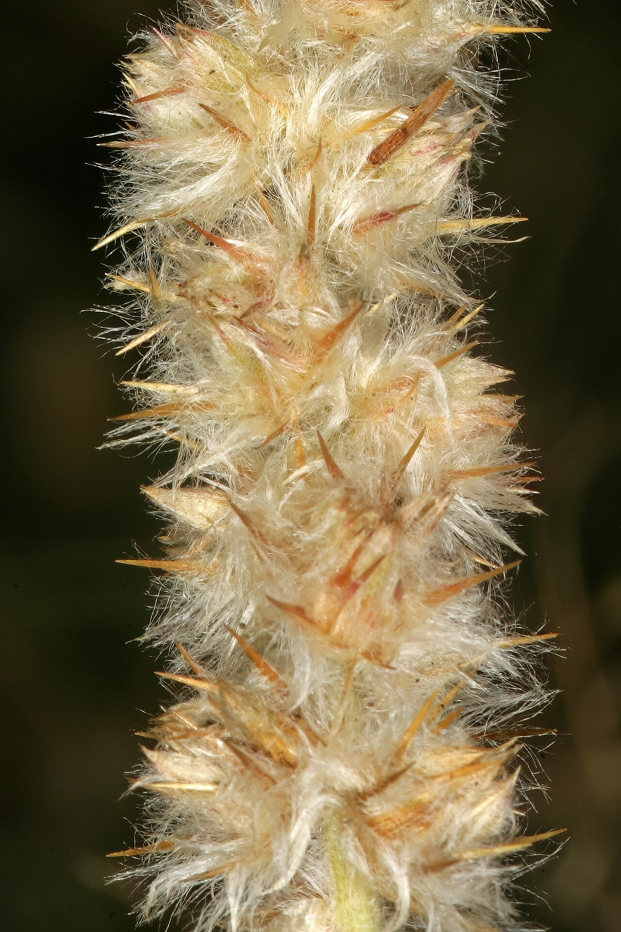 Kyphocarpa angustifolia: Kyphocarpa angustifolia , part of infructescence; between Dennilton and Groblersdal, Mpumalanga, South Africa