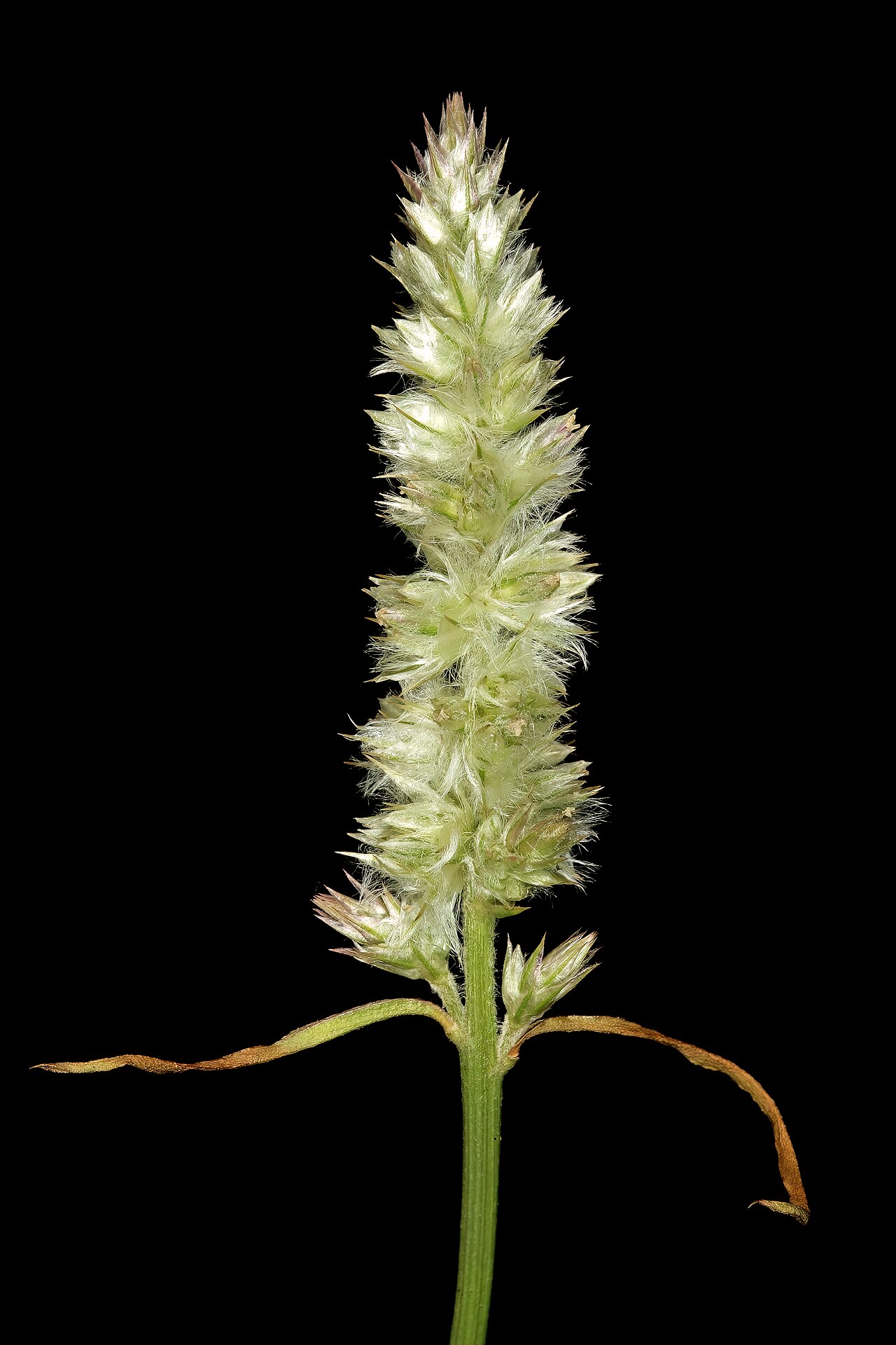 Kyphocarpa angustifolia: Kyphocarpa angustifolia , inflorescence; in grassland (natural), Pretoria National Botanical Garden, Pretoria, Gauteng, South Africa