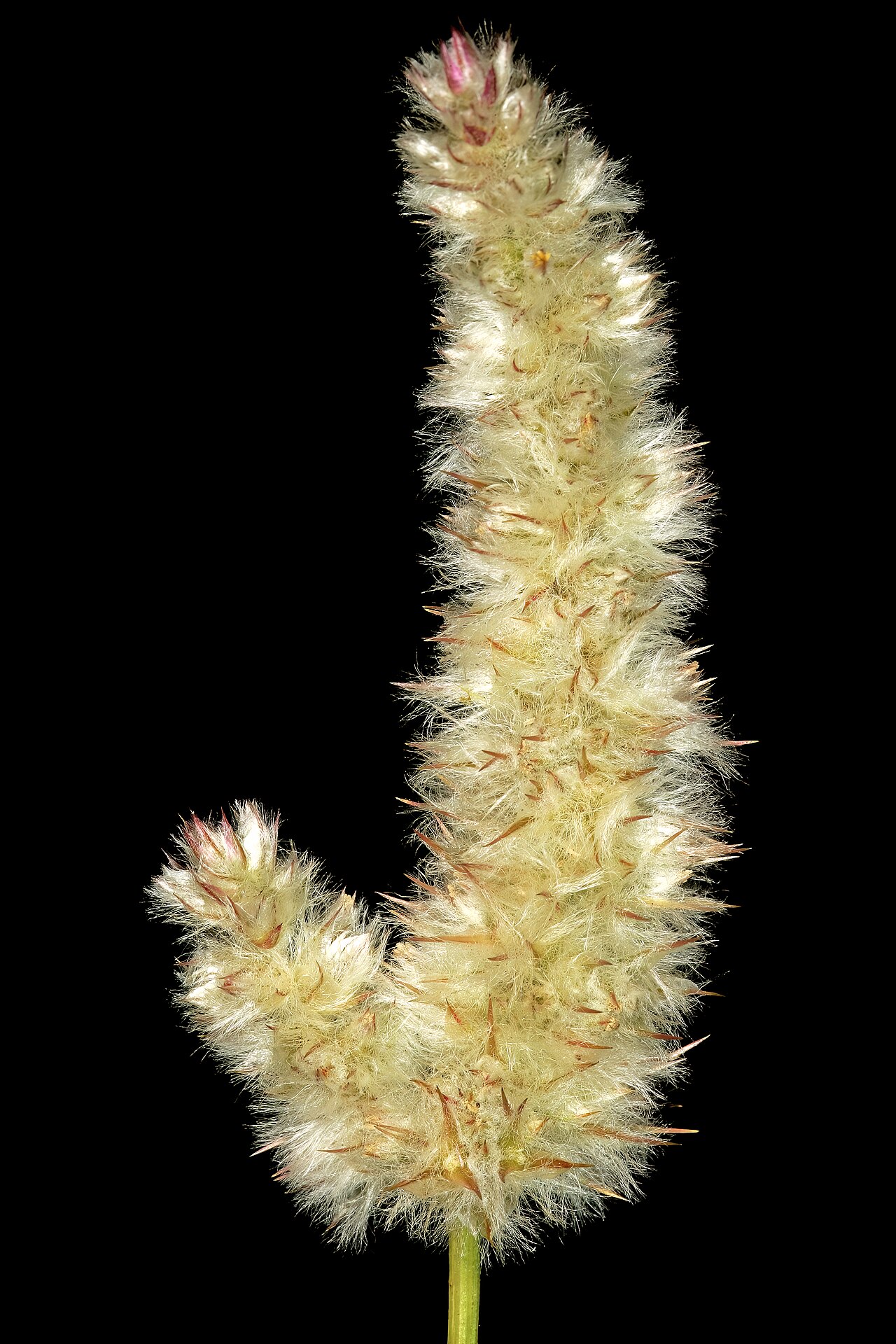 Kyphocarpa angustifolia: Kyphocarpa angustifolia , infructescence; between Dennilton and Groblersdal, Mpumalanga, South Africa