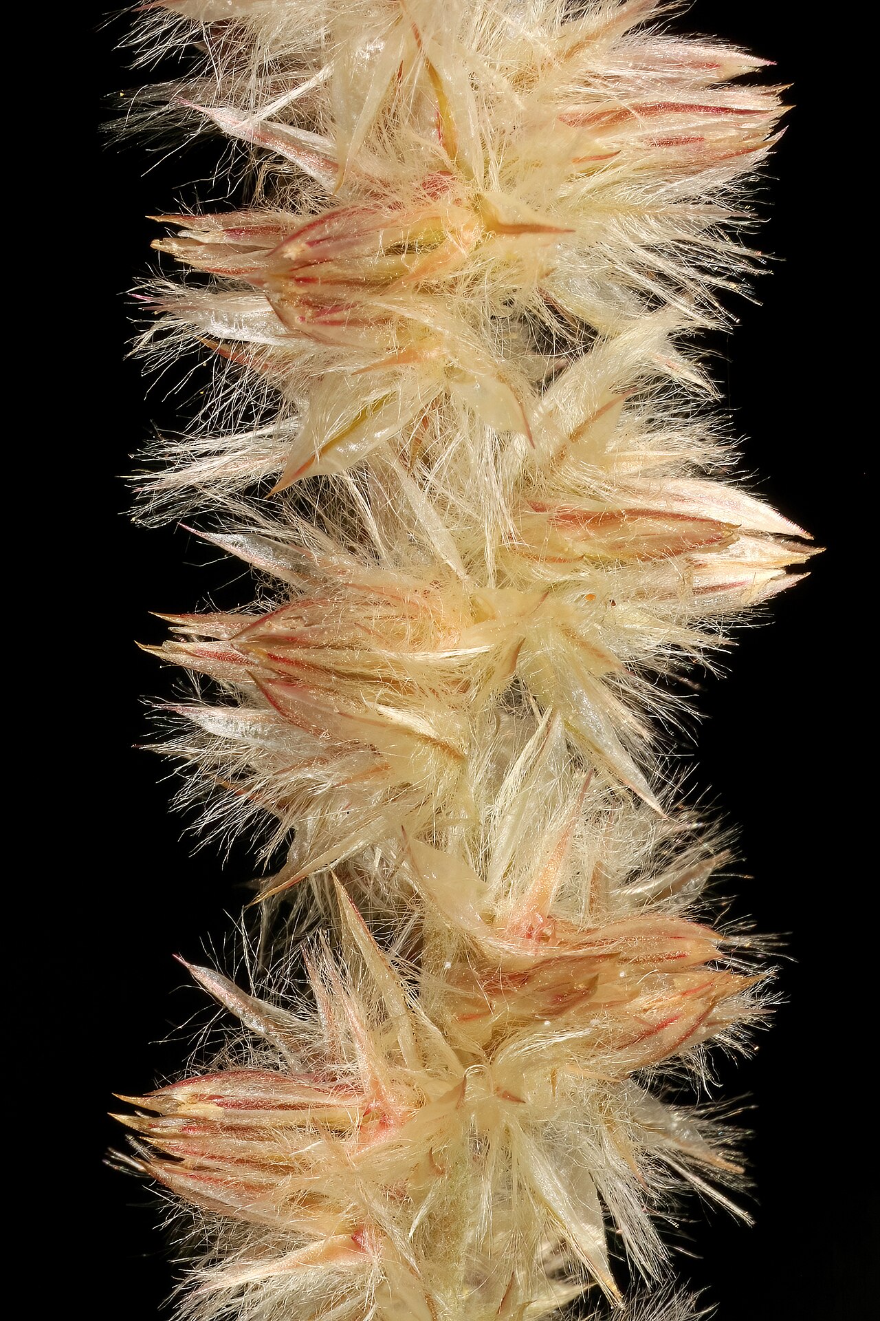 Kyphocarpa angustifolia: Kyphocarpa angustifolia , part of inflorescence; Lindani game farm near Melkrivier, Vaalwater, Limpopo, South Africa