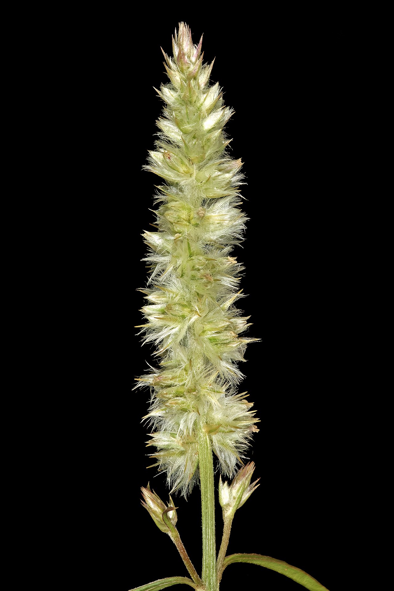 Kyphocarpa angustifolia: Kyphocarpa angustifolia , inflorescence; in grassland (natural), Pretoria National Botanical Garden, Pretoria, Gauteng, South Africa