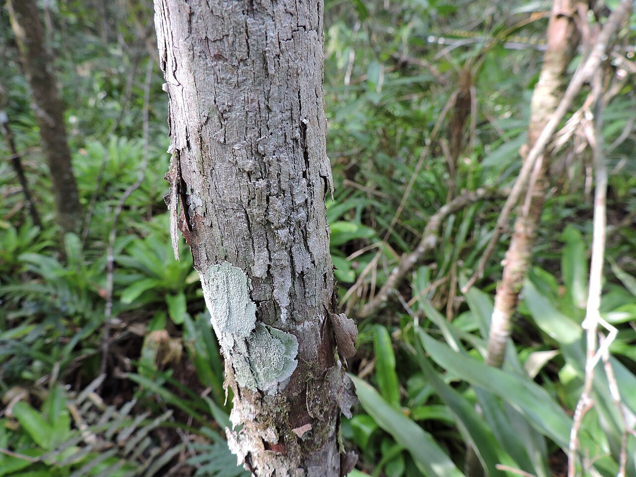Labatia beaurepairei: Pouteria beaurepairei, Brazil, 2025-08-19 (iNaturalist).
