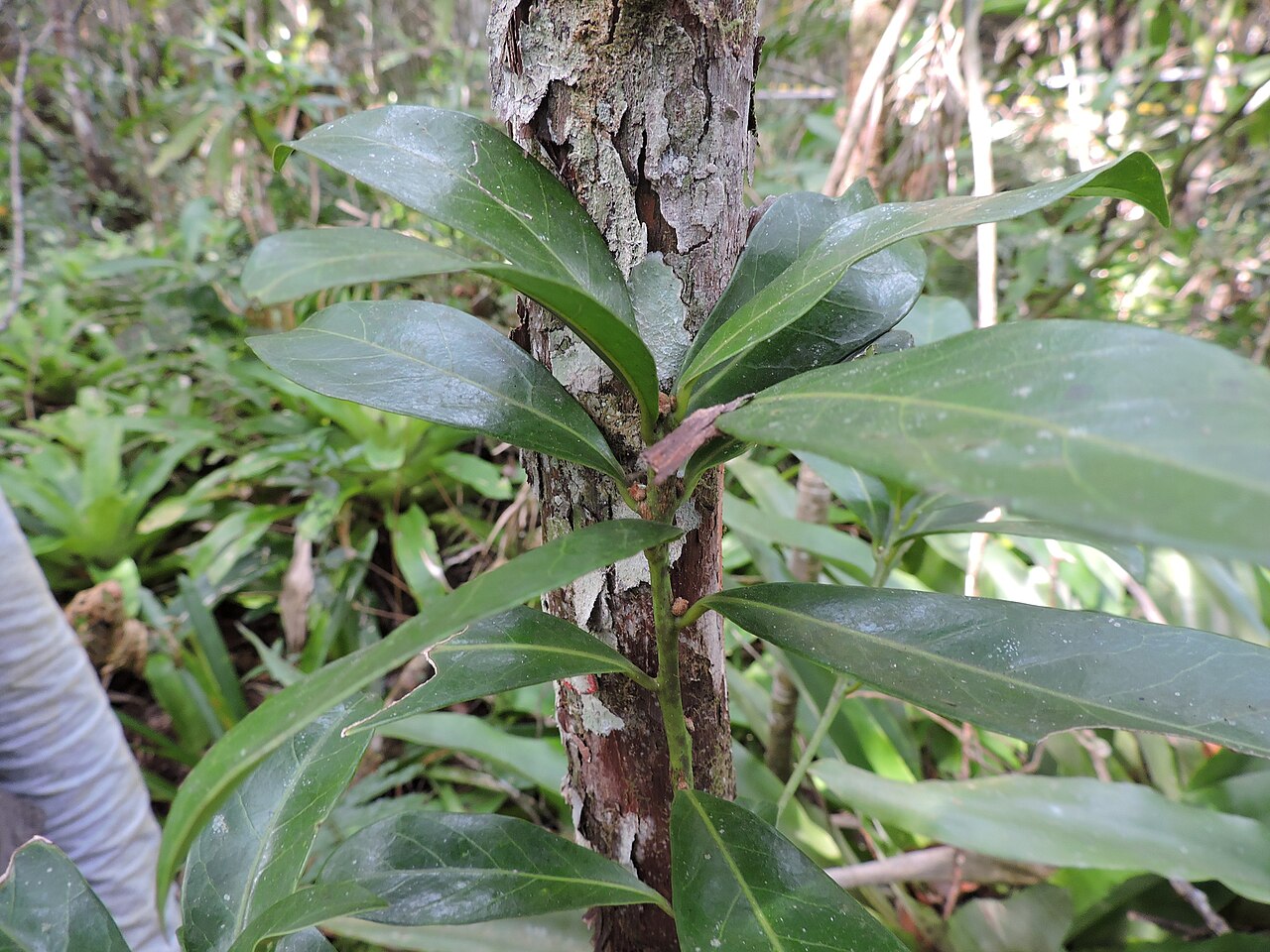 Labatia beaurepairei: Pouteria beaurepairei, Brazil, 2025-08-19 (iNaturalist).