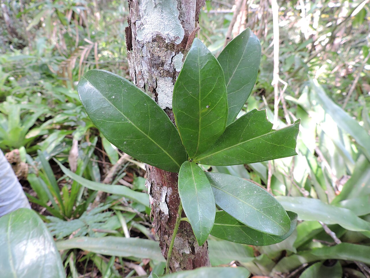 Labatia beaurepairei: Pouteria beaurepairei, Brazil, 2025-08-19 (iNaturalist).