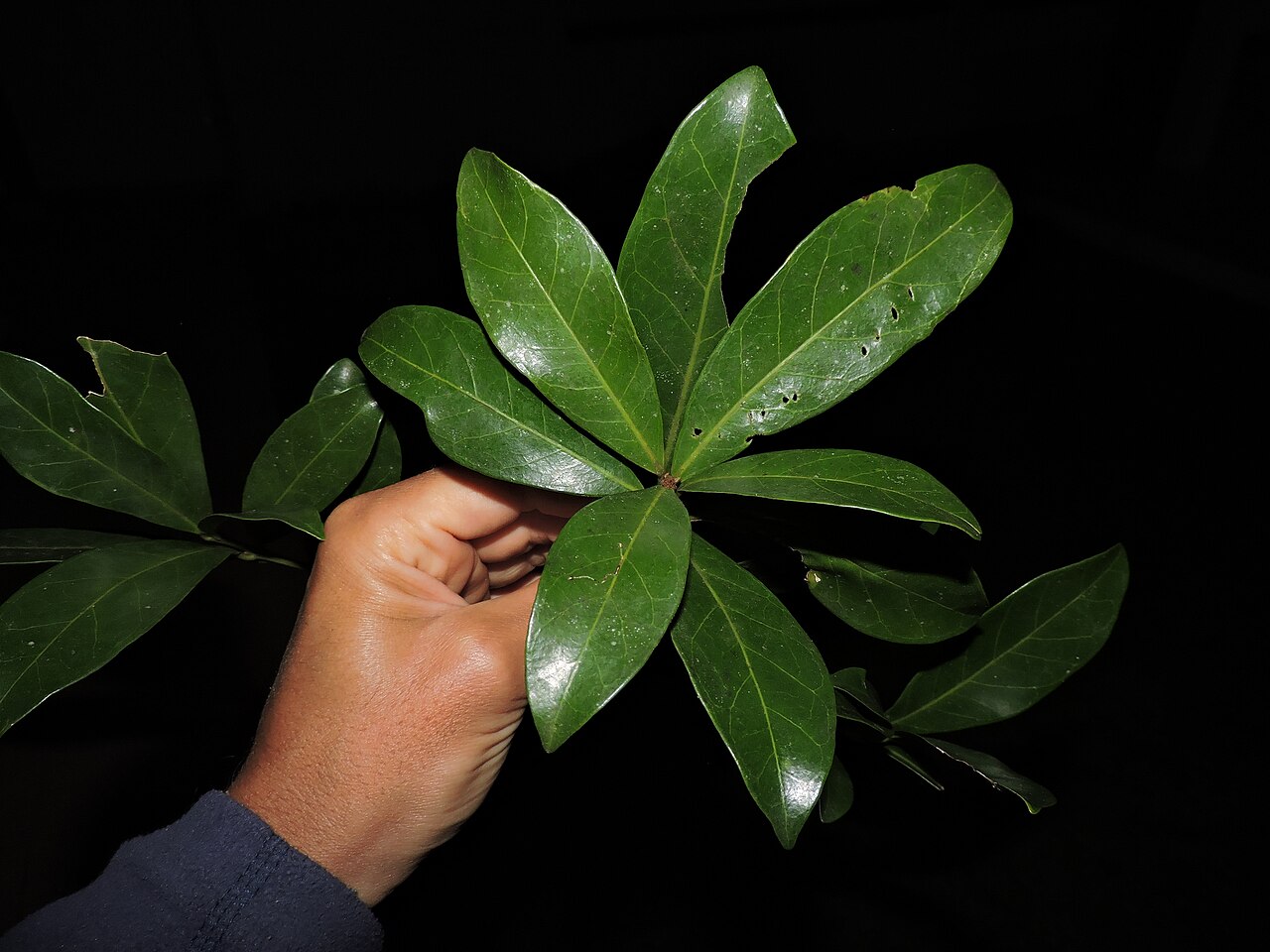 Labatia beaurepairei: Pouteria beaurepairei, Brazil, 2025-08-19 (iNaturalist).
