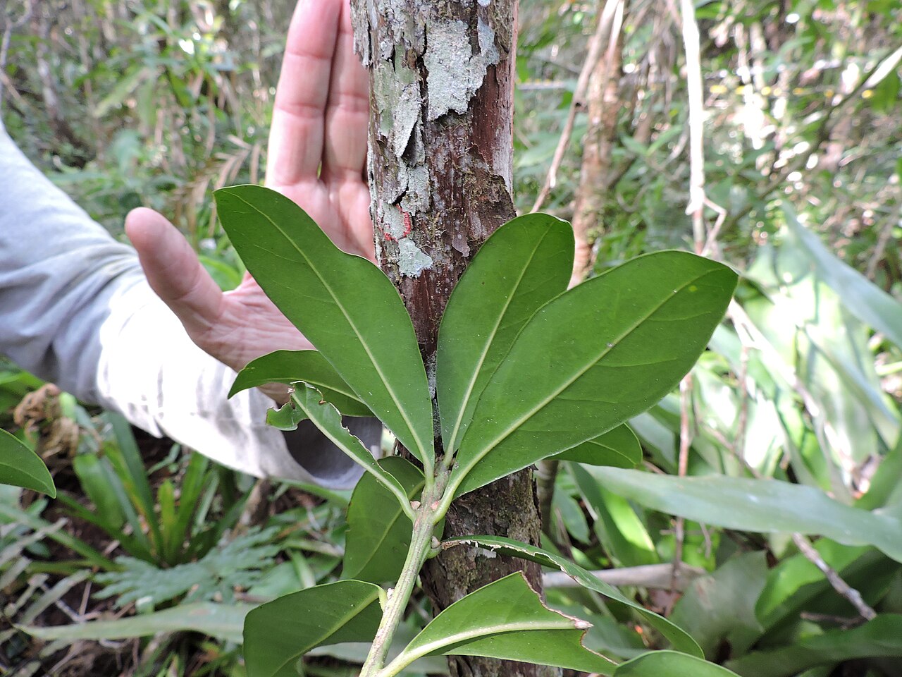 Labatia beaurepairei: Pouteria beaurepairei, Brazil, 2025-08-19 (iNaturalist).