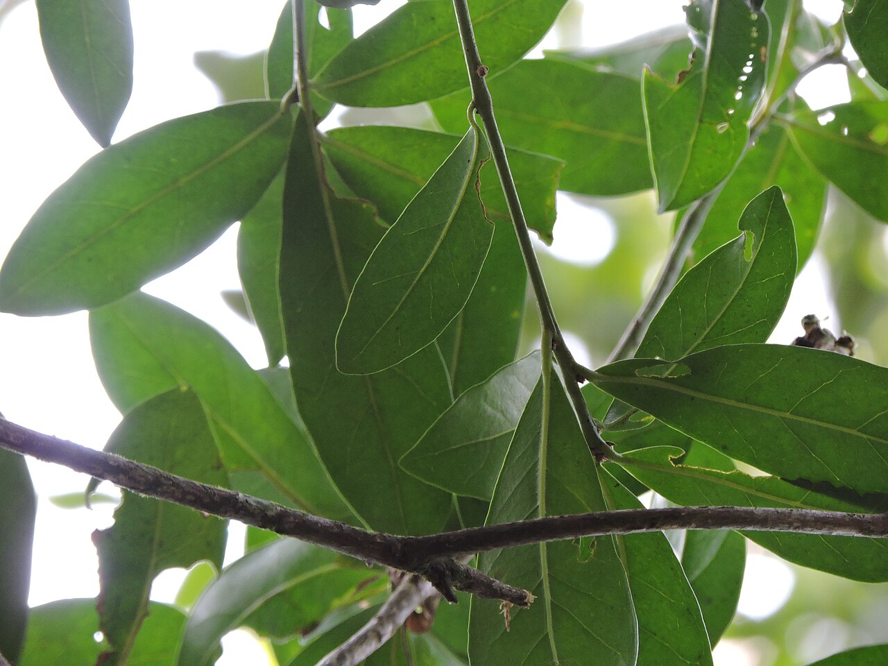 Labatia beaurepairei: Pouteria beaurepairei, Brazil, 2025-08-19 (iNaturalist).