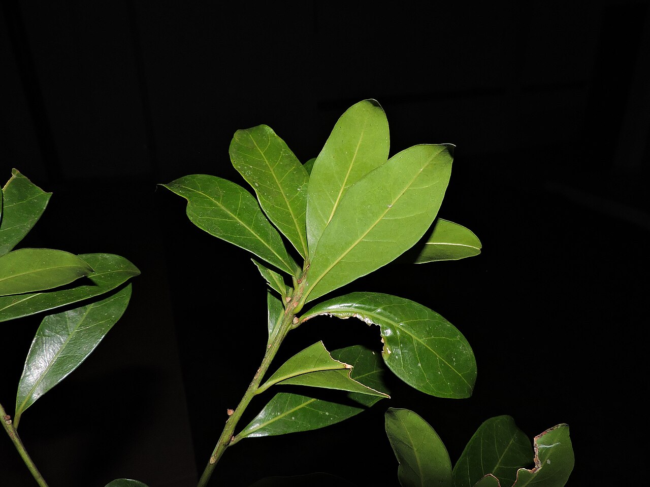 Labatia beaurepairei: Pouteria beaurepairei, Brazil, 2025-08-19 (iNaturalist).
