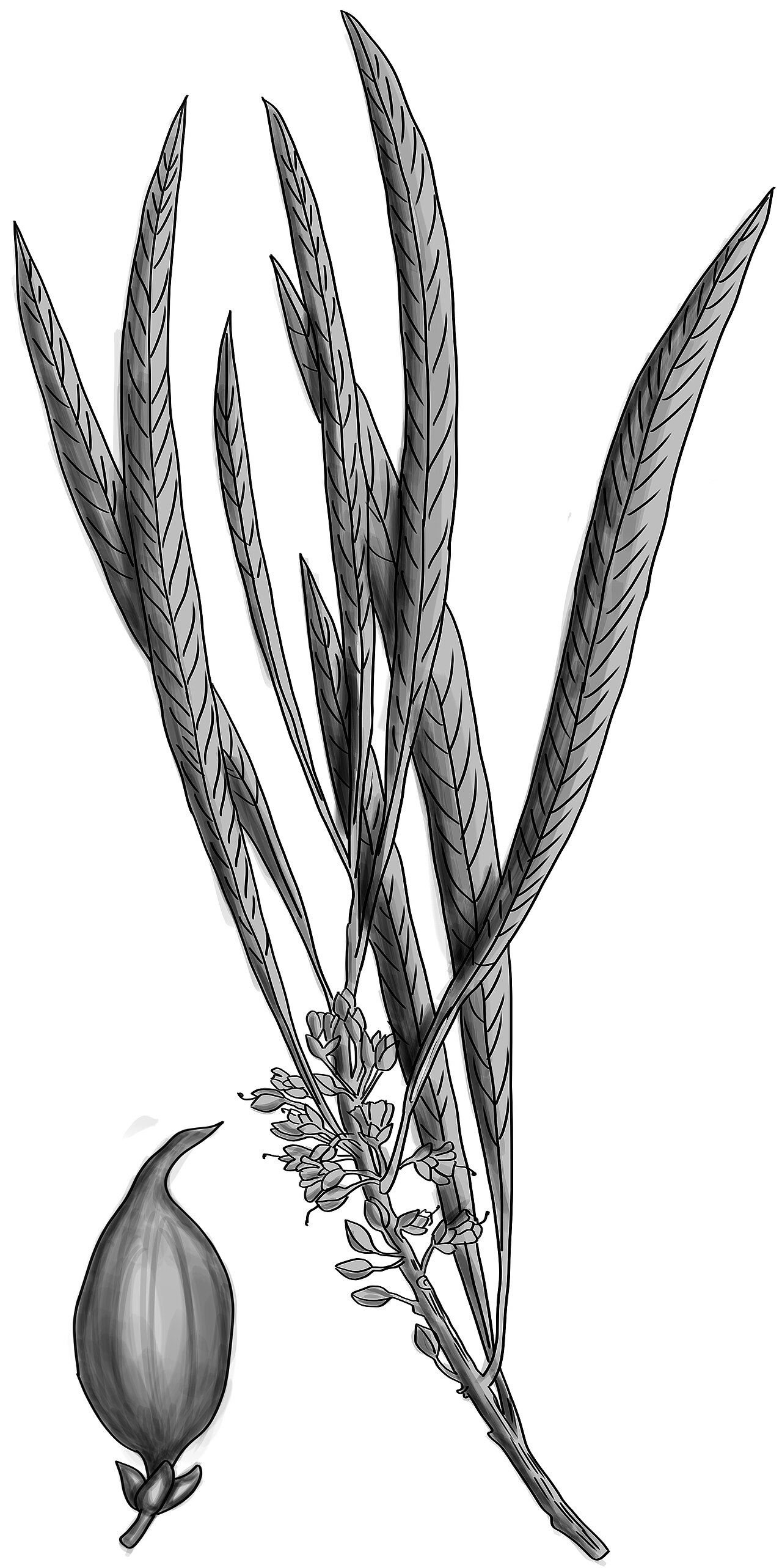 Labatia salicifolia: Pouteria salicifolia BYN