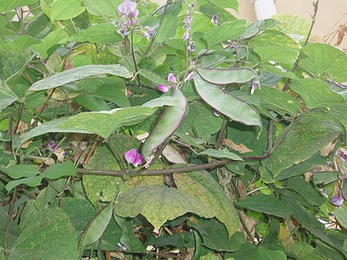 Hyacinth bean: Lablab bean flowers and beans